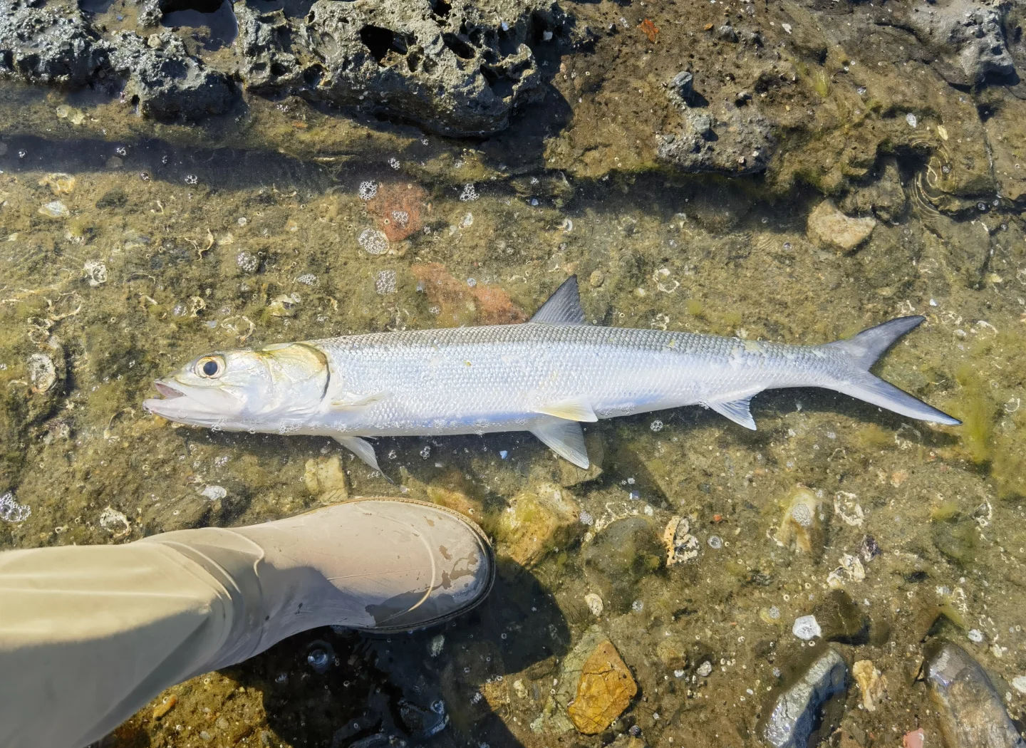 路亚好不好钓鲢鱼(路亚钓鲢鱼线组图解)