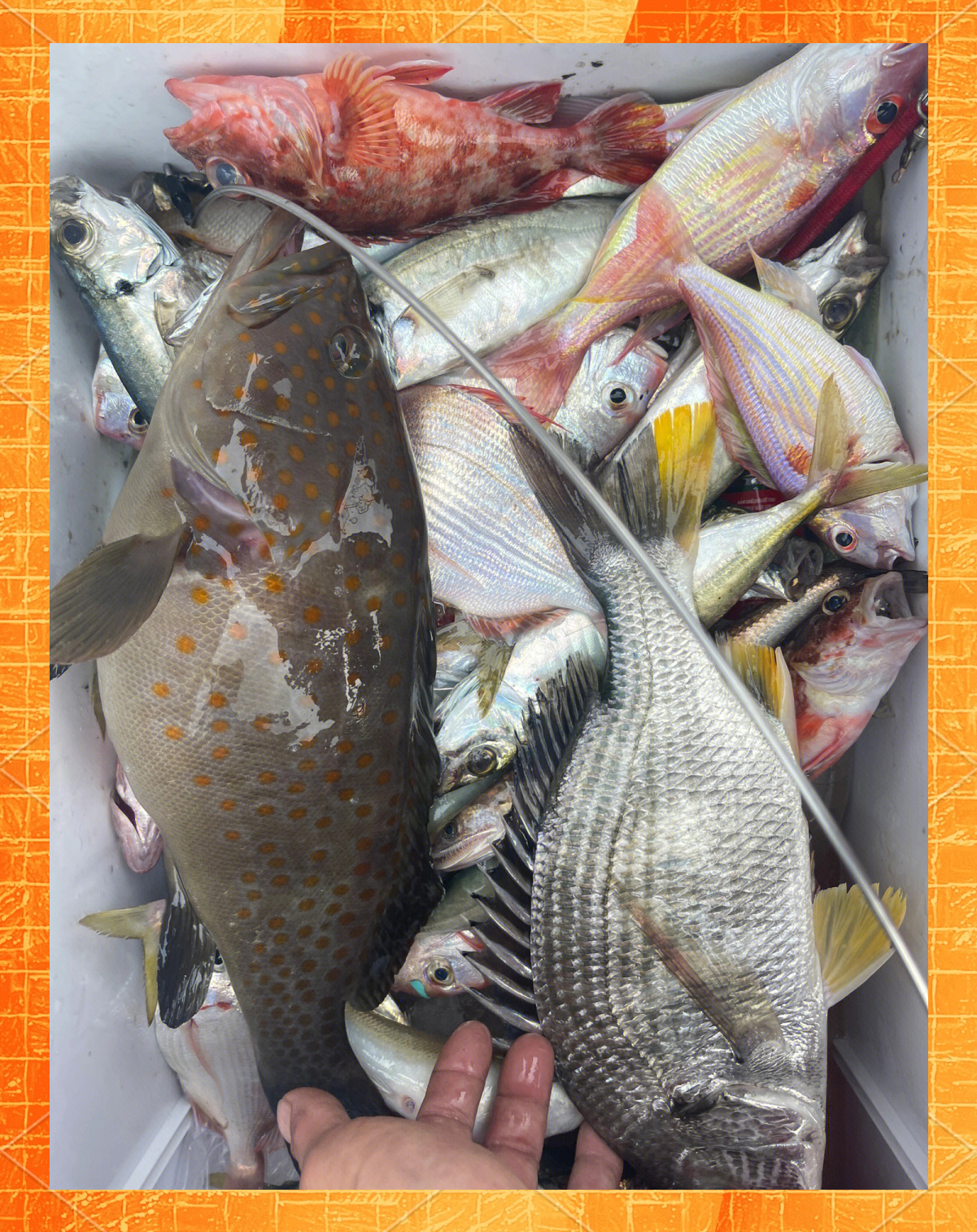 巽寮湾喜来登海钓场(巽寮湾喜来登度假酒店)