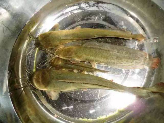 威海钓鲶鱼(鲶鱼海竿怎么钓)