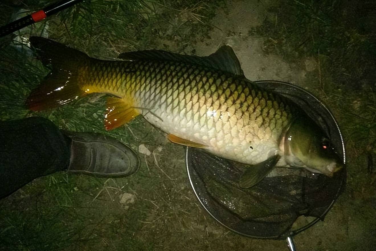 晚上水库钓鲤鱼技巧视频(夜钓水库钓鲤鱼几点是高峰期)