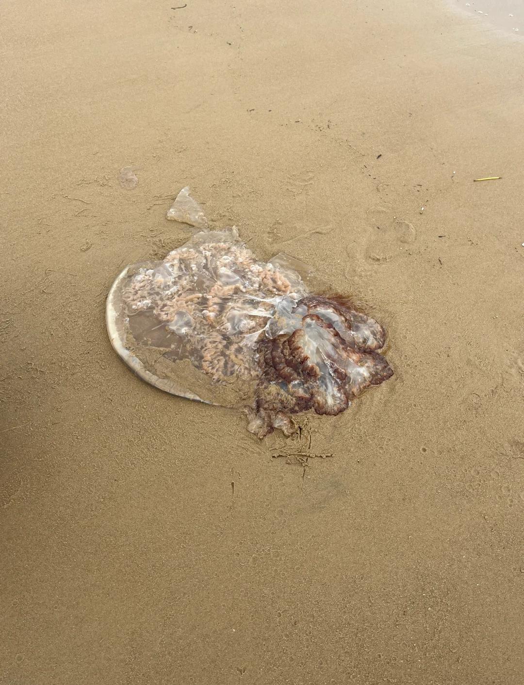 海钓吓人用蜂蜜泡(野钓加蜂蜜效果怎么样)