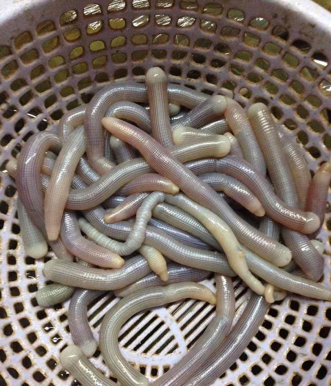 海钓吓人用蜂蜜泡(野钓加蜂蜜效果怎么样)