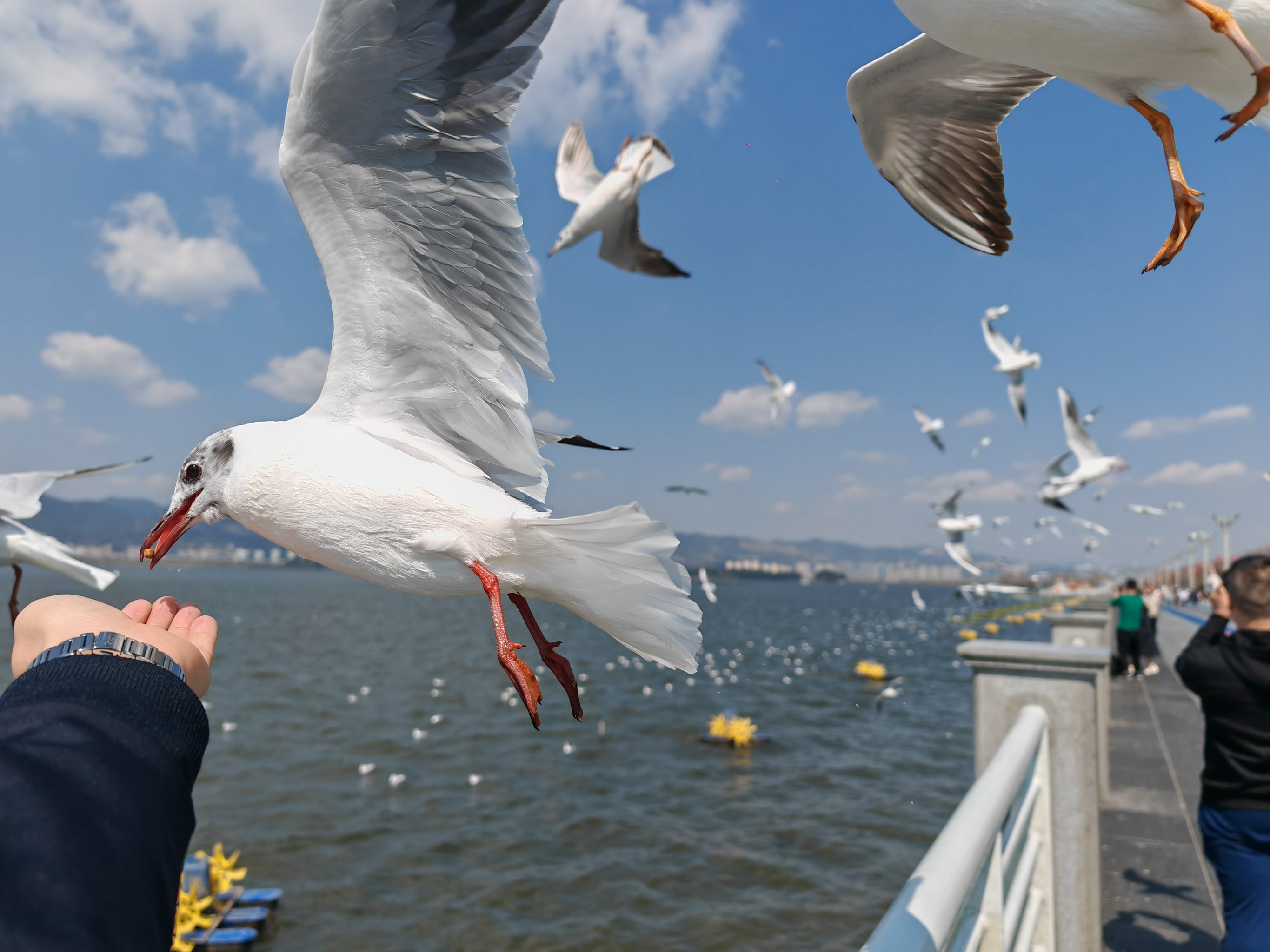 滇池饵料(滇池 钓鱼)