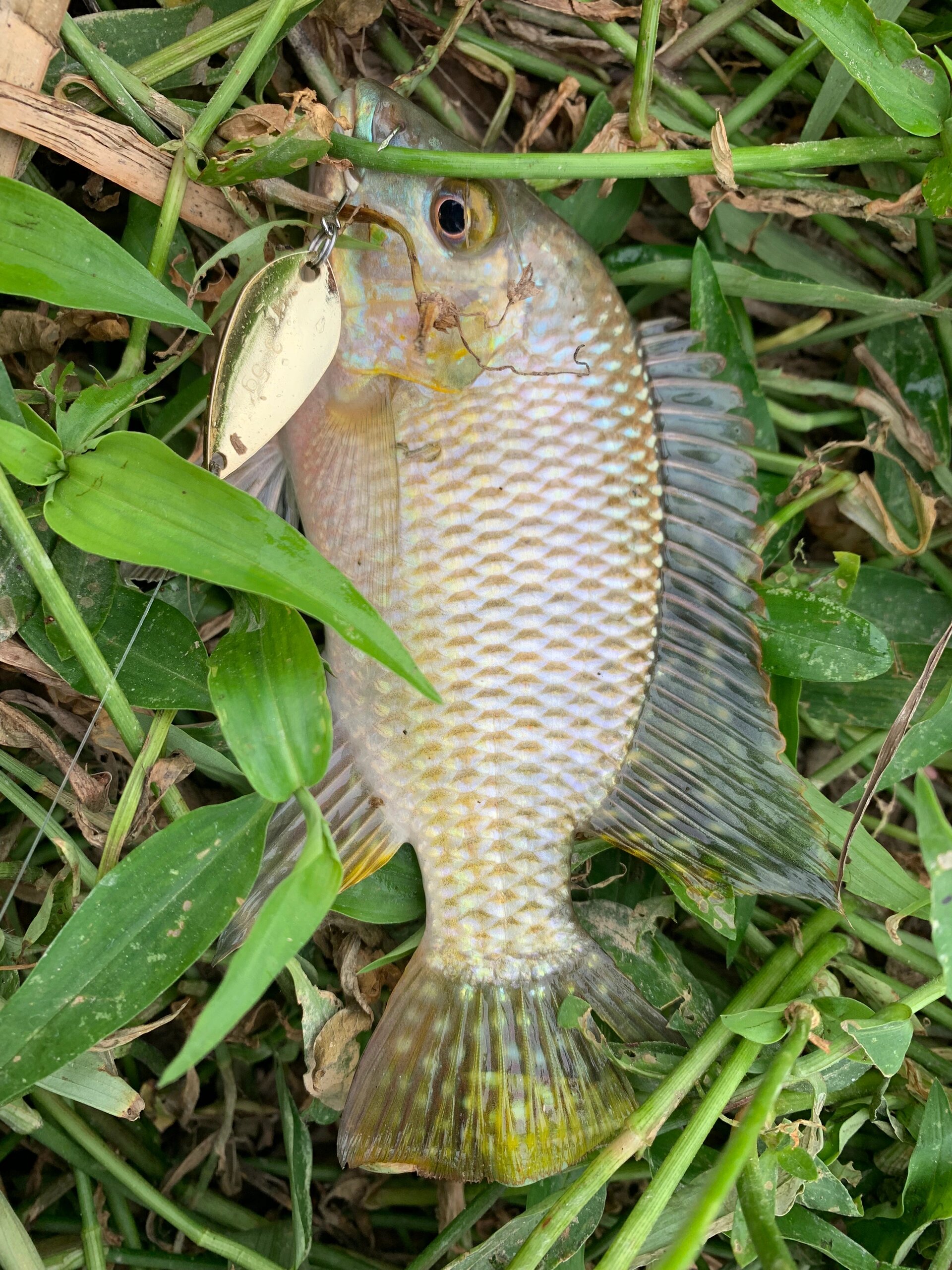 路亚罗非鱼(路亚罗非鱼能用软虫吗)