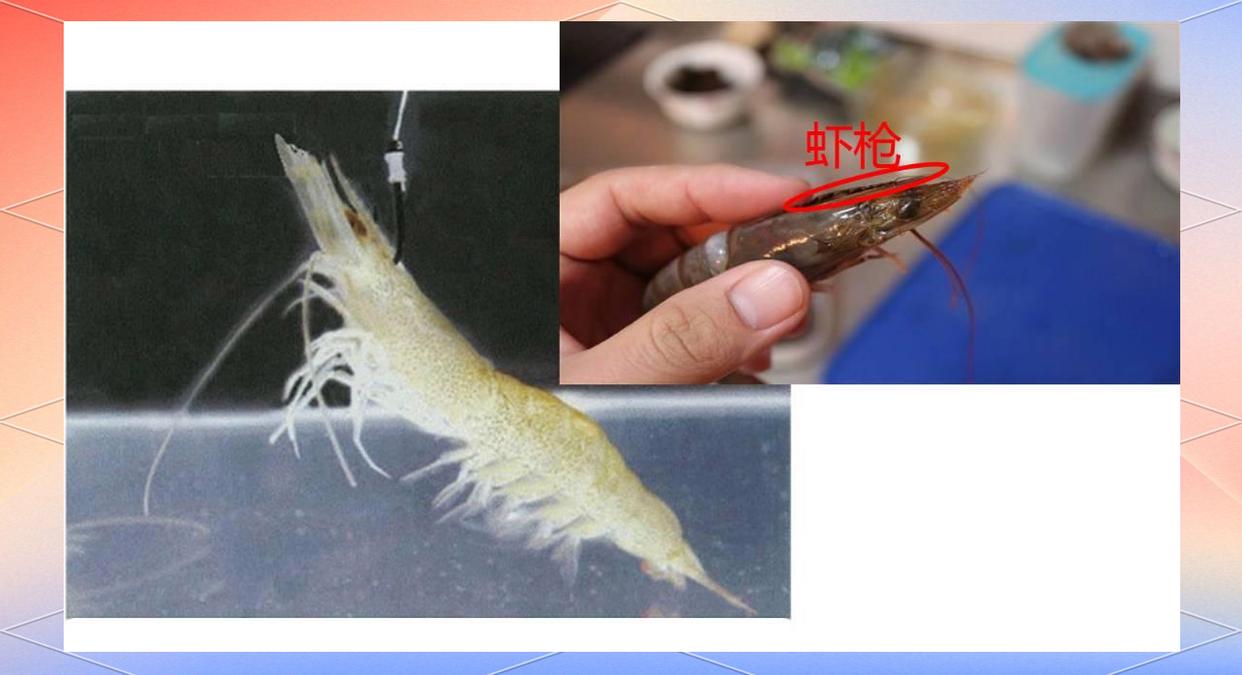 海钓虾的挂钩方法(海钓虾的挂钩方法大全)