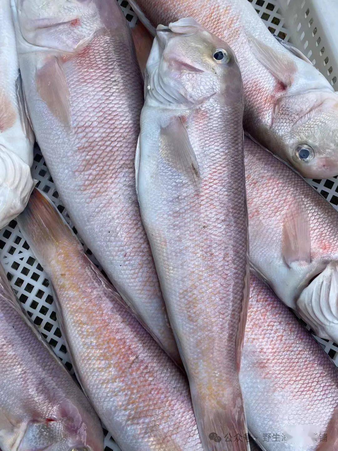 海钓沙滩饵鱼(沙滩海钓用什么钓法)