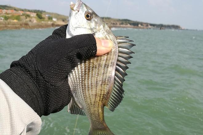 海钓沙滩饵鱼(沙滩海钓用什么钓法)