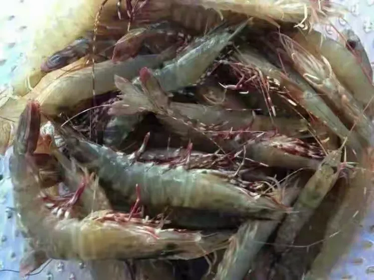 快乐渔人渔具店(快乐鱼家居怎么样)