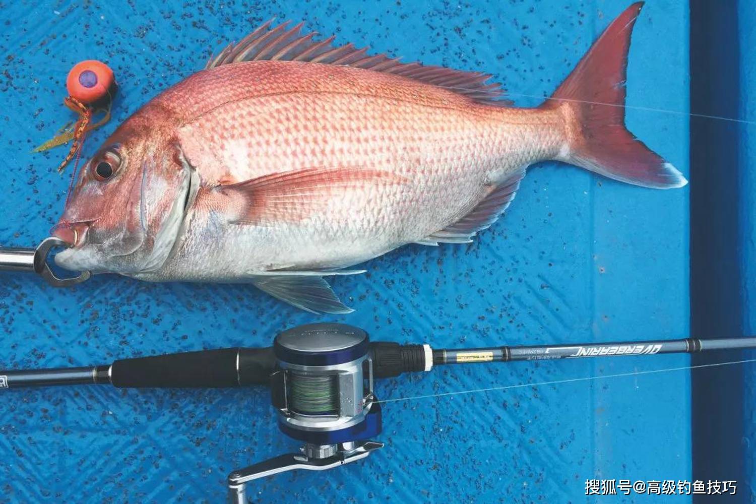 海钓月份(海钓旺季是几月)