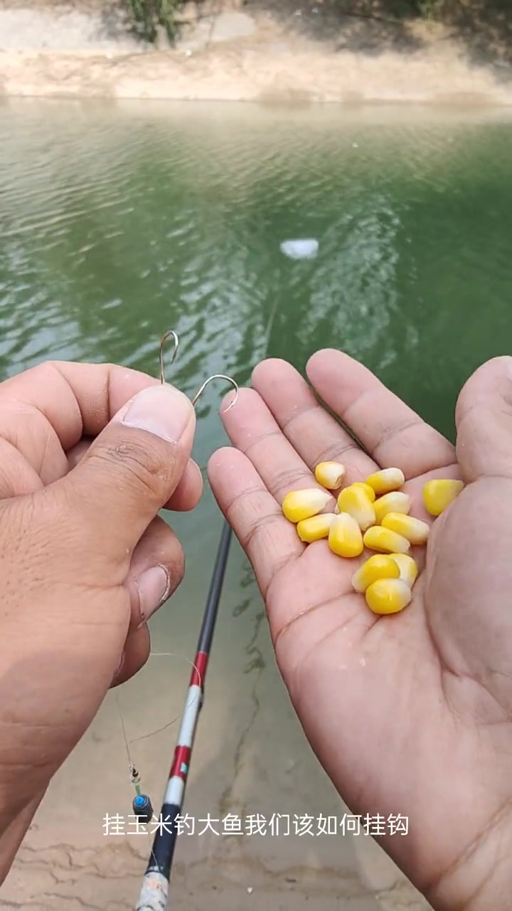 玉米钓鱼技巧(玉米钓鱼技巧有哪些)