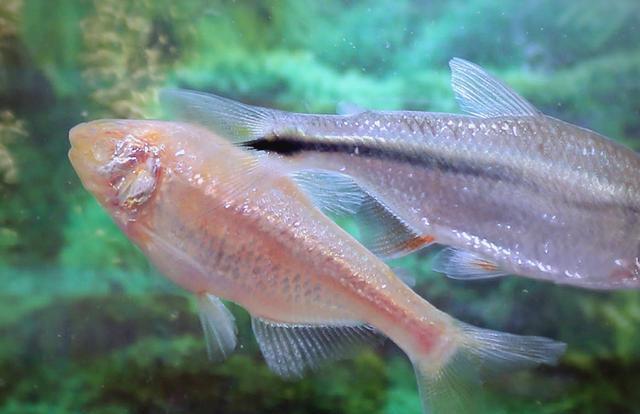 深海钓的鱼(深海钓鱼模拟器破解版)