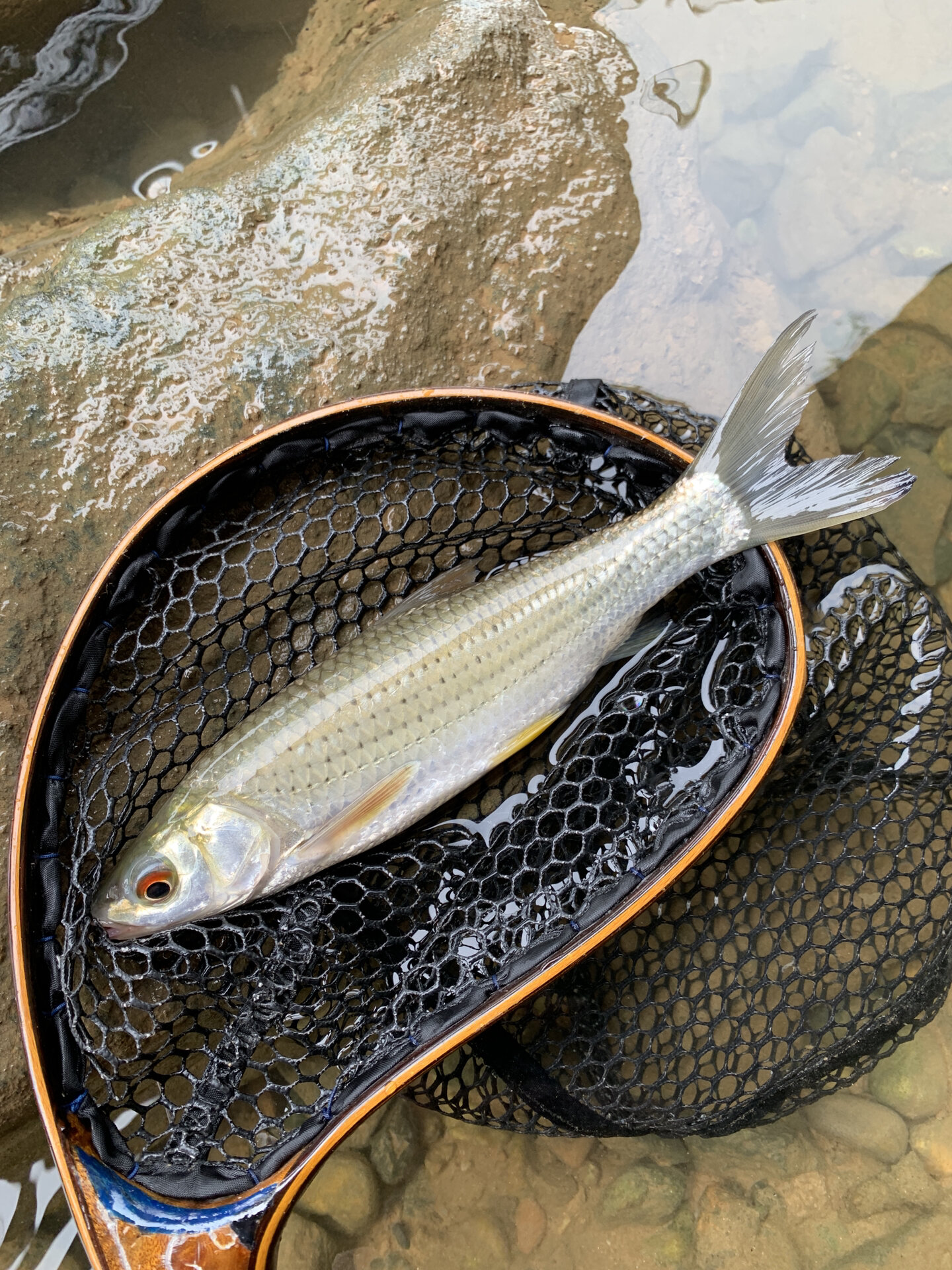 亮片路亚红眼(路亚红眼视频教程)