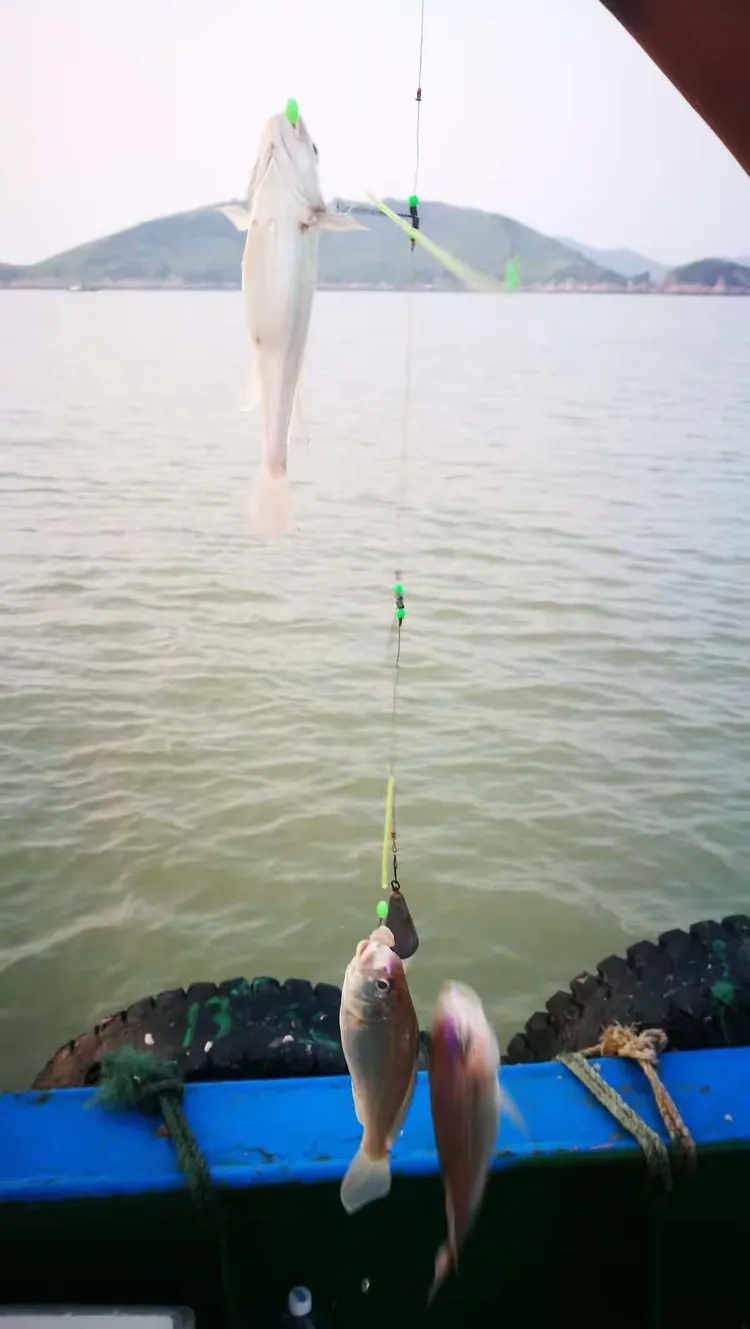 海钓白果子饵料(海钓白果子用什么饵)