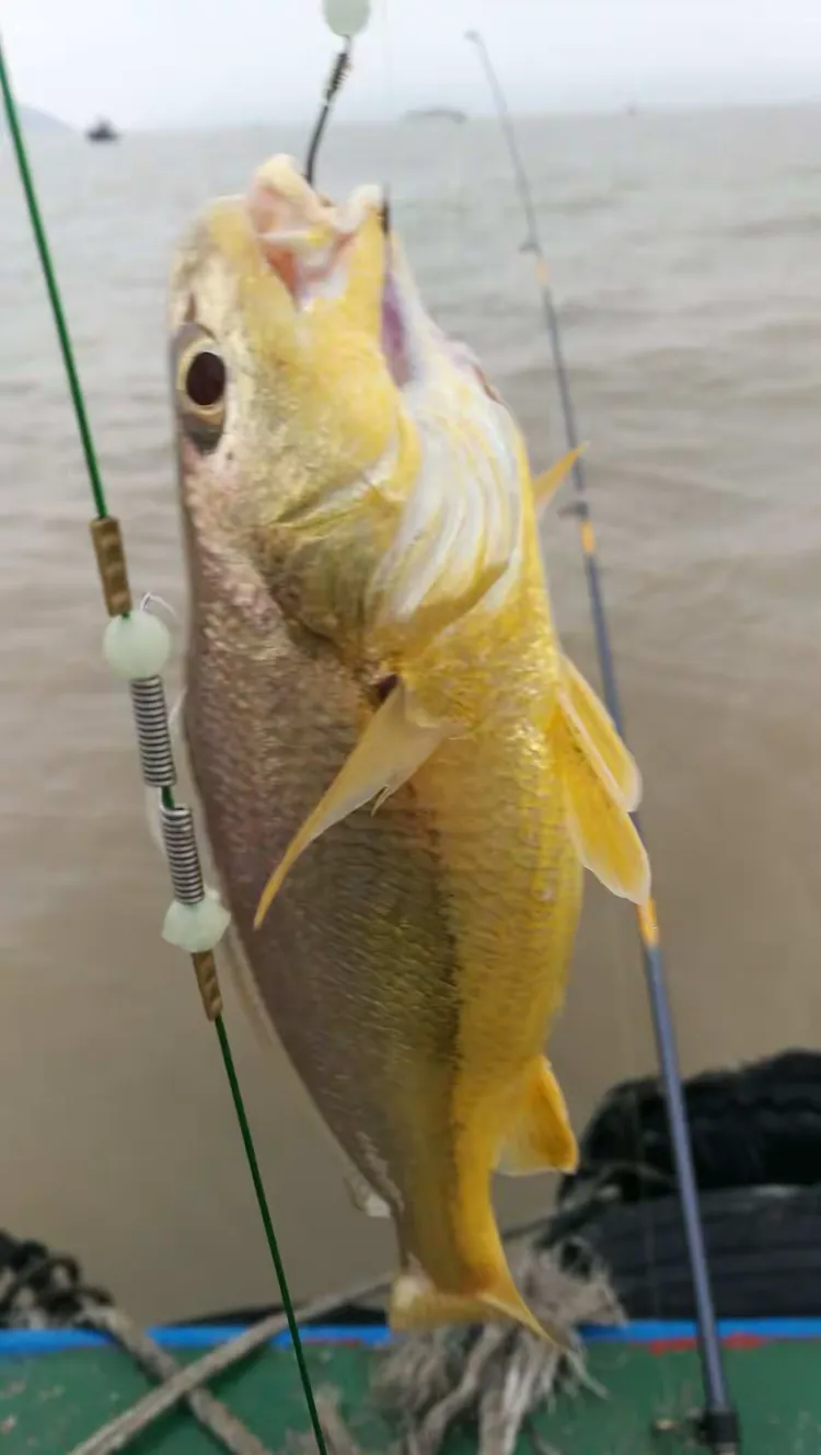 海钓白果子饵料(海钓白果子用什么饵)