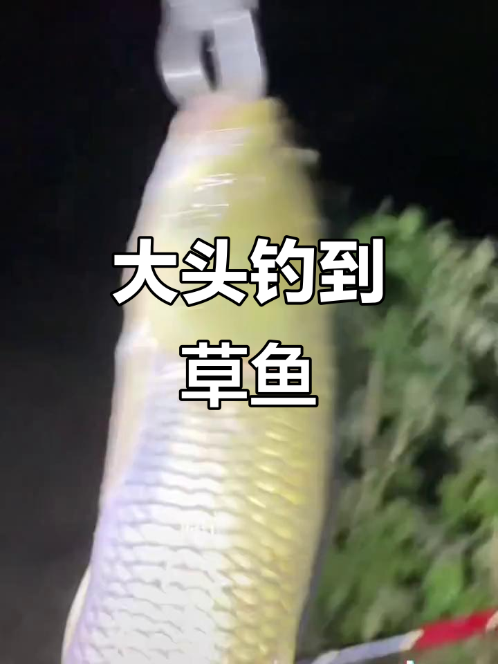 晚上用什么饵料钓草鱼(晚上怎么钓草鱼用什么鱼饵呢)