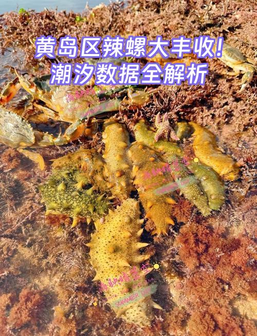 黄岛渔具店哪家好(黄岛渔具店哪家好用)