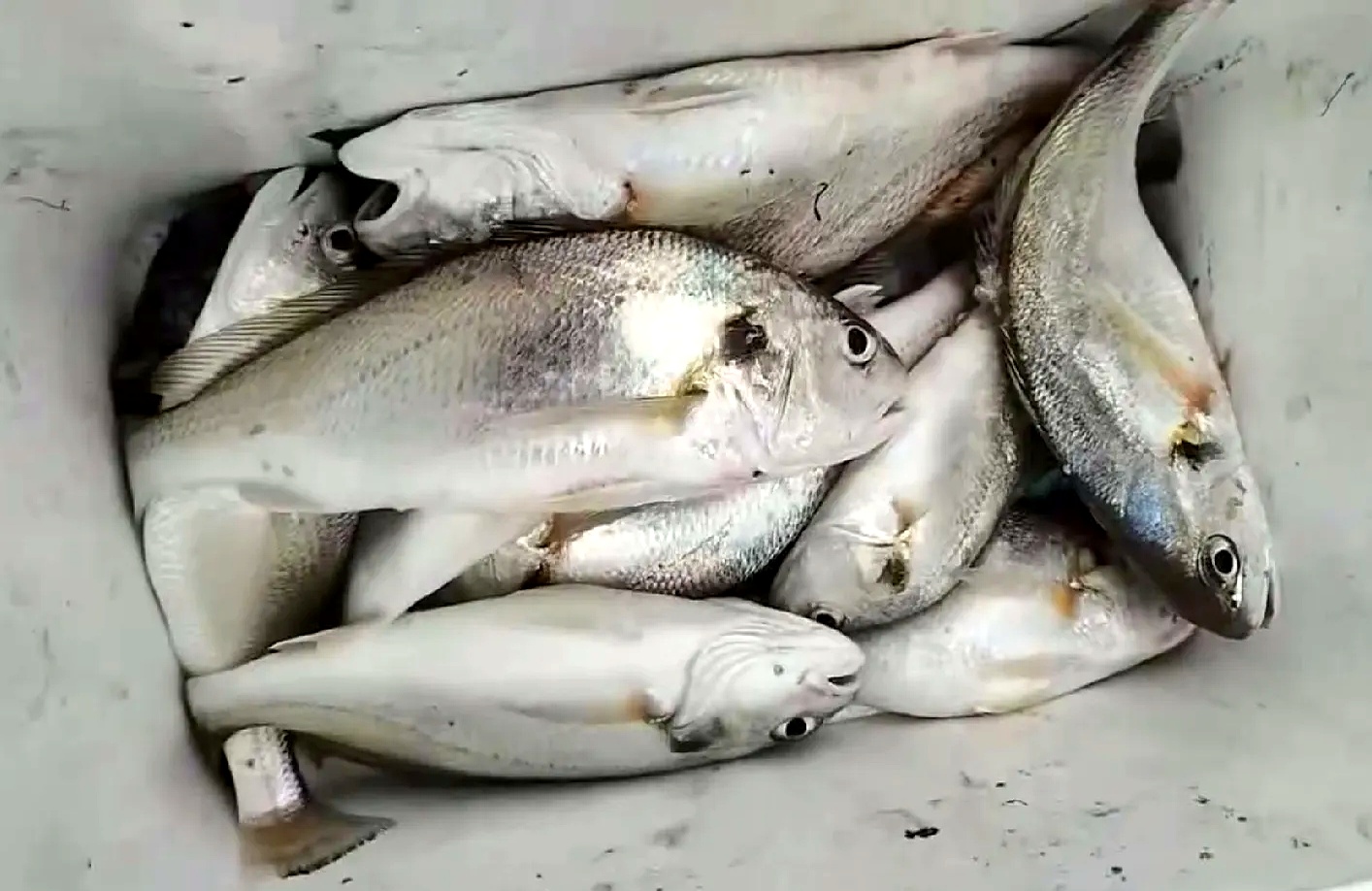 海钓有几种鱼(海钓鱼常见种类)