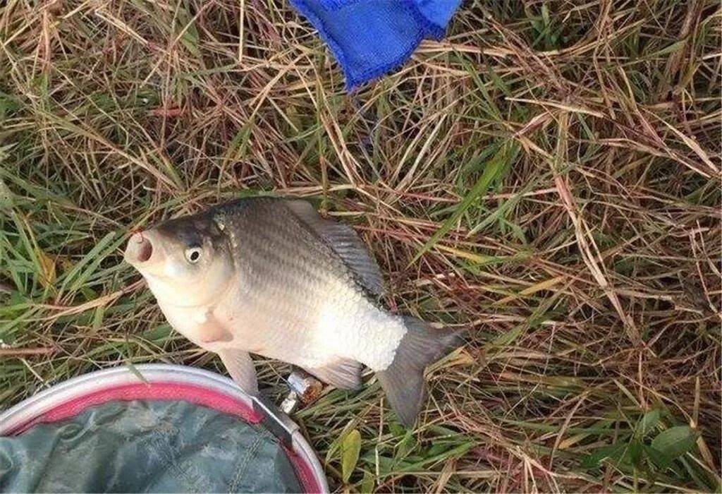 野河里鲫鱼不吃饵料(野钓鲫鱼不吃饵料怎么办)