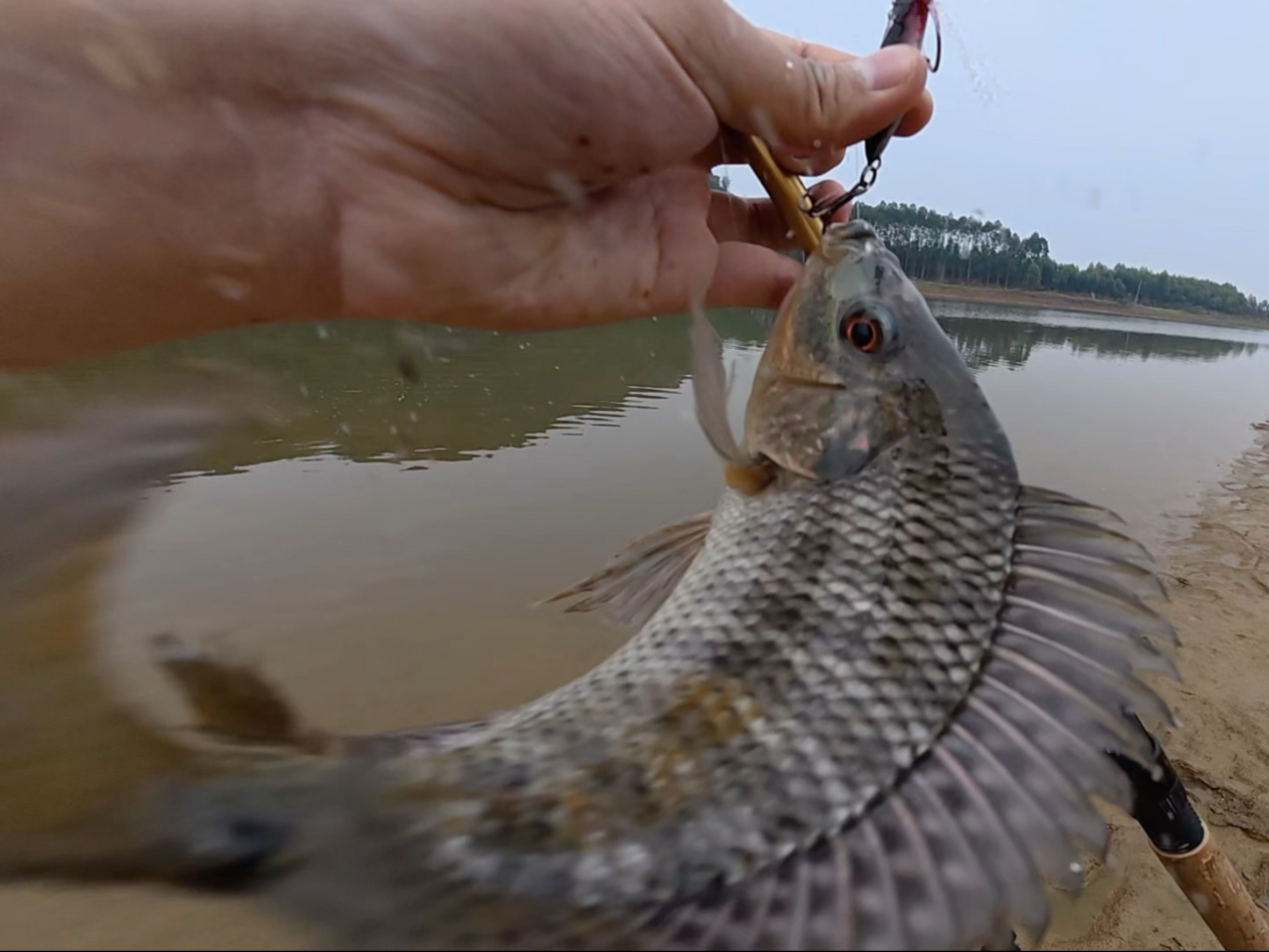 路亚专攻罗非(路亚竿钓罗非鱼视频)