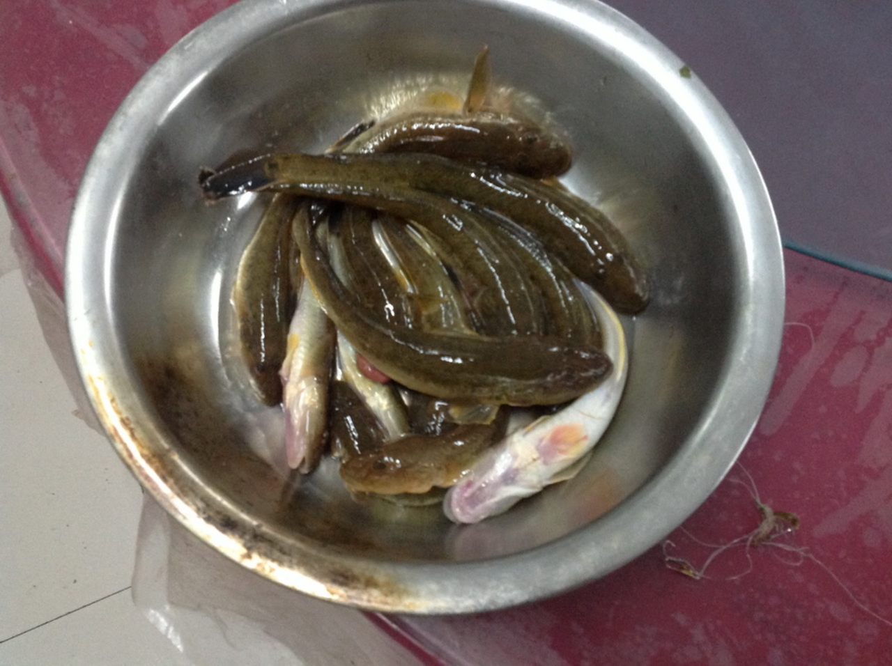 关于2015绥中海钓的信息