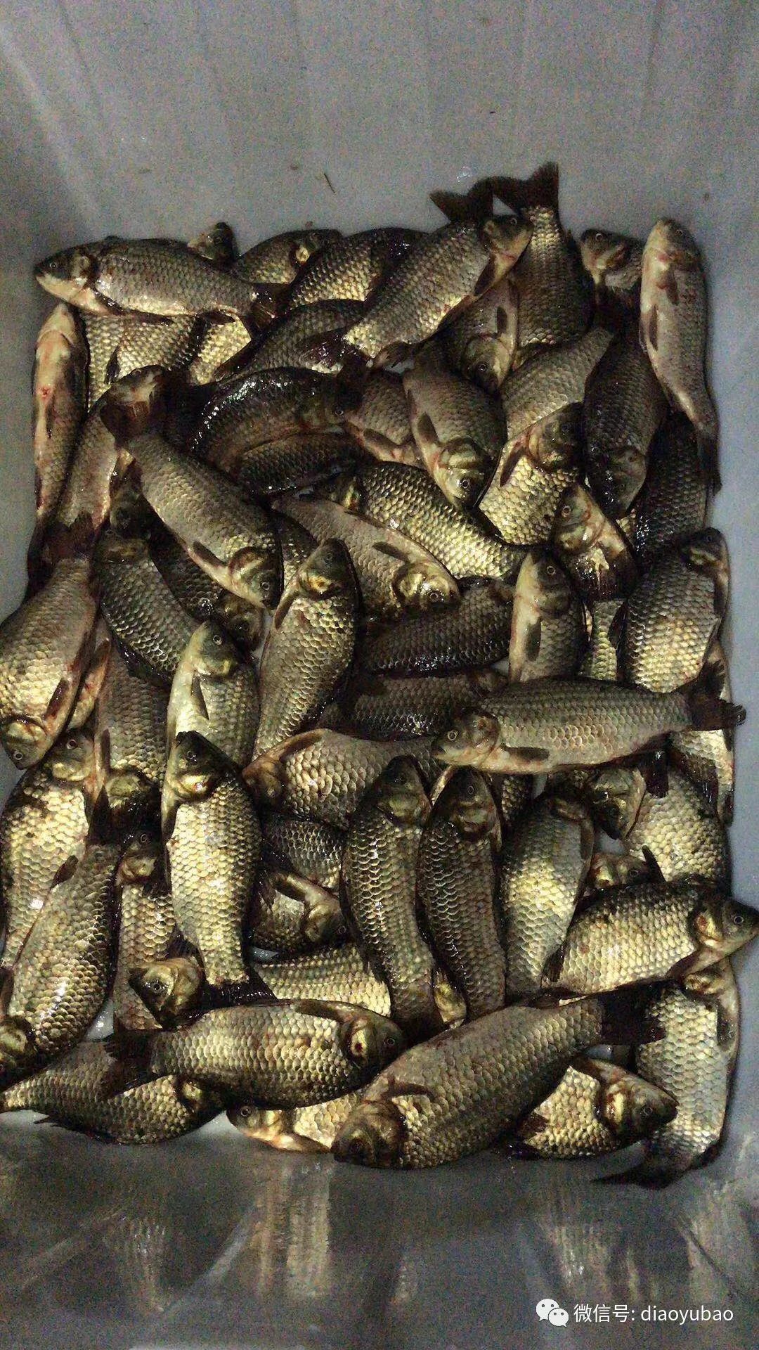 肖老师饵料(肖老师事件是怎么回事)