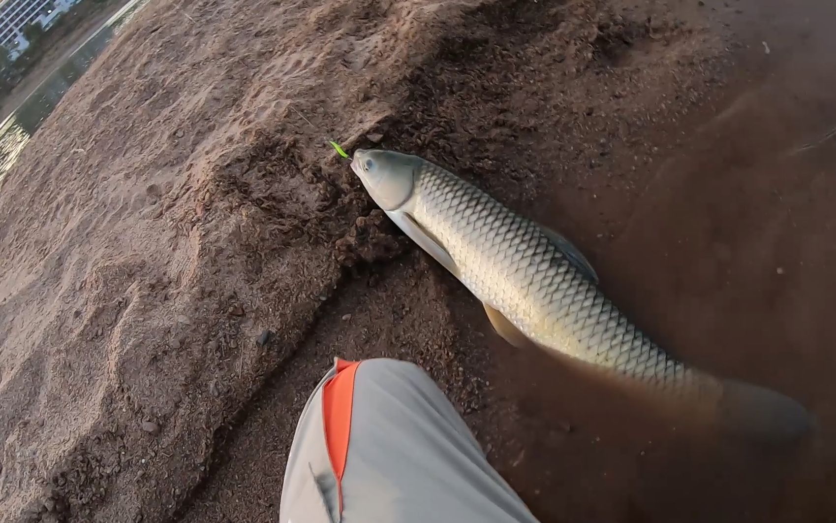 草鱼鲤鱼如何路亚(草鱼鲤鱼路亚用什么饵)