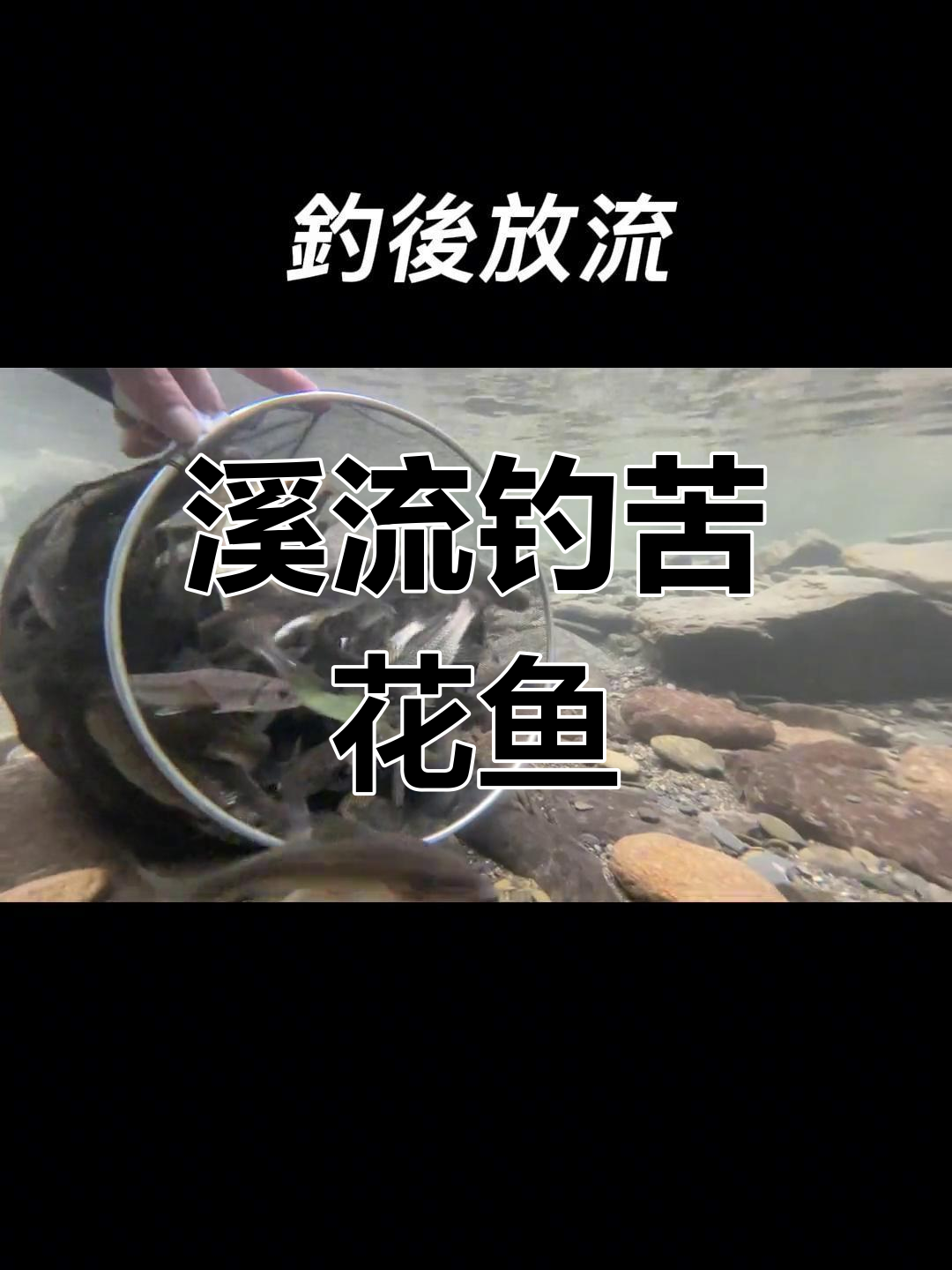 钓花鱼技巧(钓花鲢鱼的方法)