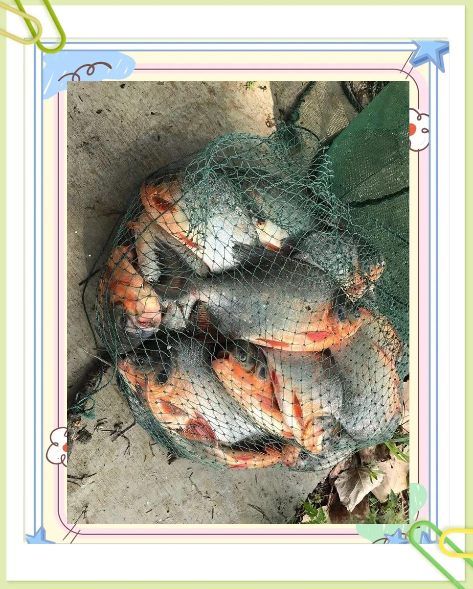 钓红鲳鱼用什么饵料(黑坑钓鲳鱼的正确方法)