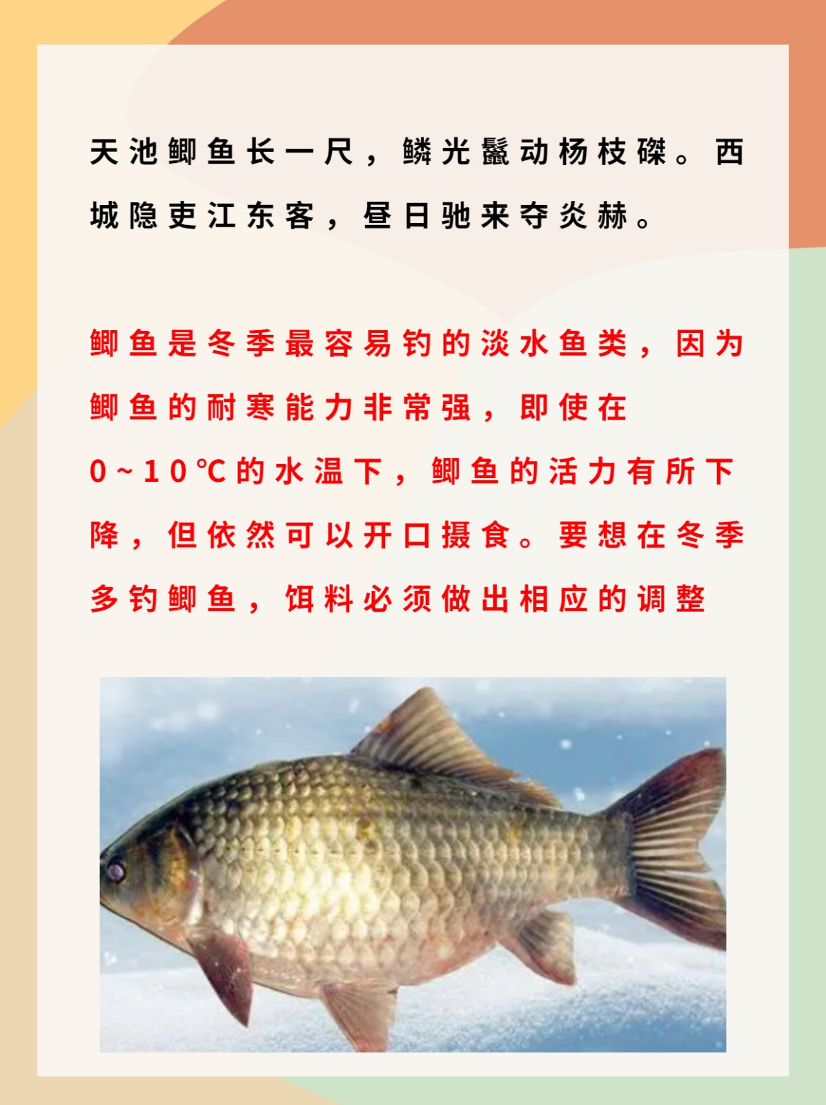 饵料尺上的作用(饵料比例怎么用量杯)