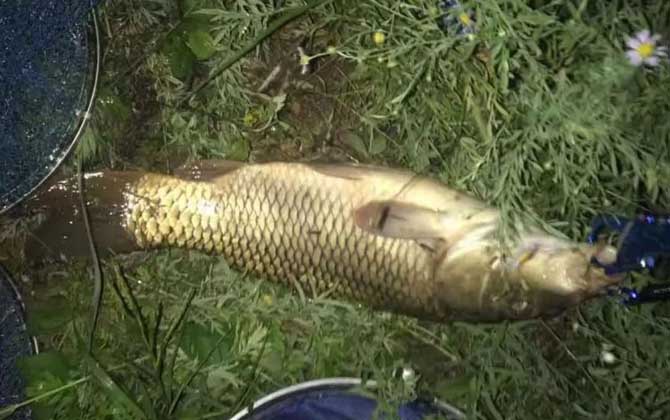 夜钓视频技巧视频(夜钓视频技巧视频教学)