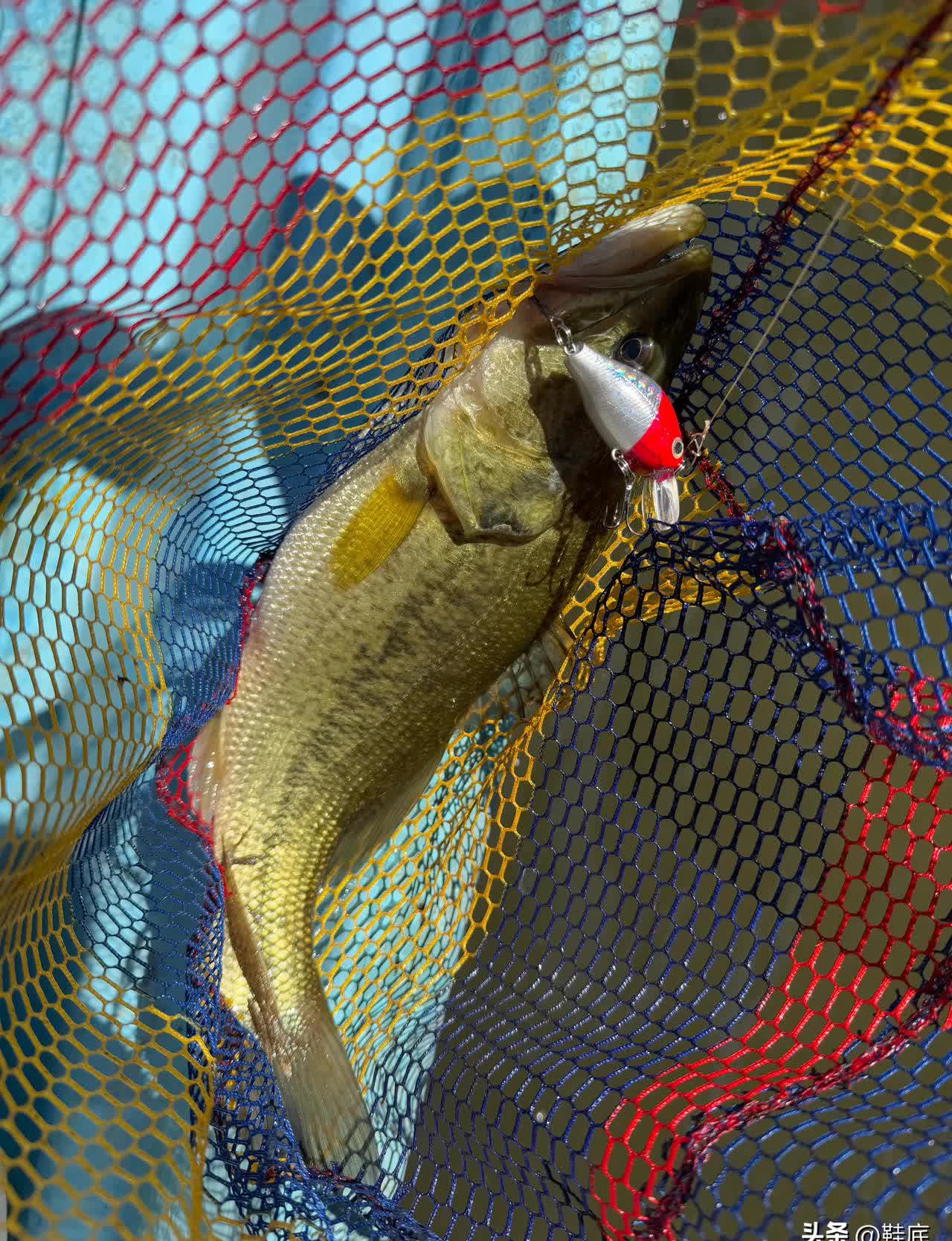 路亚上鱼(路亚上鱼怎么收放线)