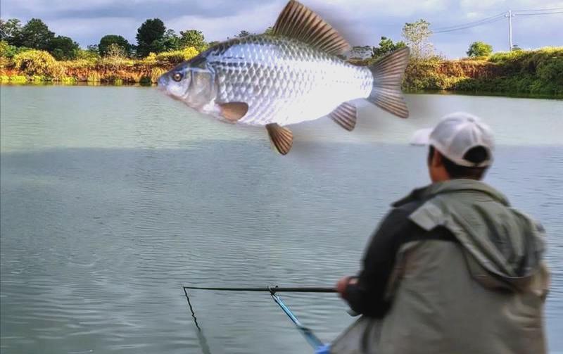 黑坑偷驴鲤鱼技巧视频(黑坑偷驴鲤鱼技巧视频教程)