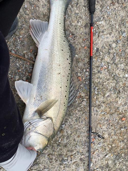 天津哪里可以玩路亚(天津海边可以玩路亚的地方)