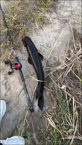 .路亚黑鱼(路亚黑鱼的钓法和技术)