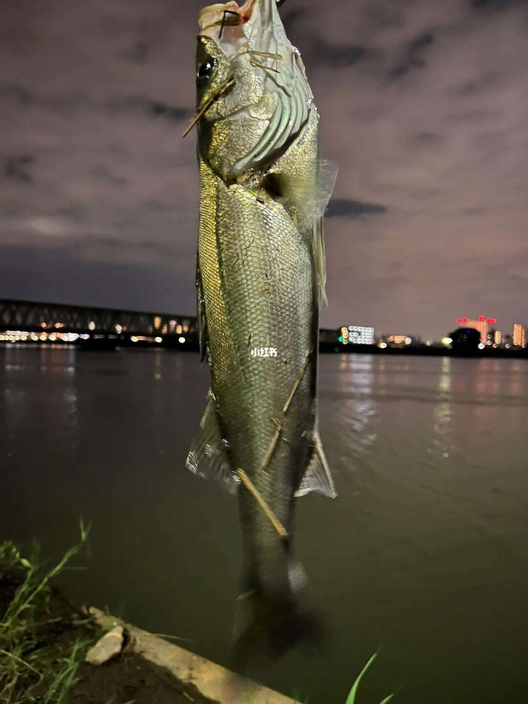 亮片可以路亚鲈鱼(亮片可以路亚鲈鱼吗)