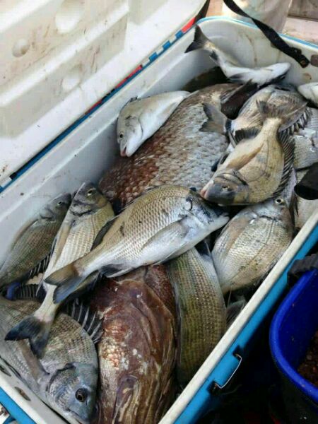 纽约海钓最常见的鱼(纽约海钓最常见的鱼有哪些)