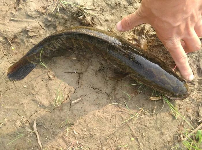 滑口塘打黑技巧(抓鲶鱼的最好办法)