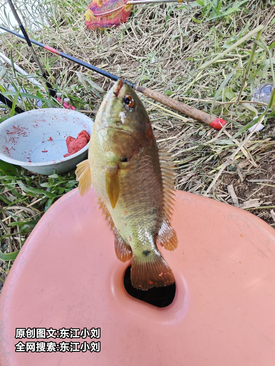 海钓钓到毒鱼(海钓钓到毒鱼什么意思)