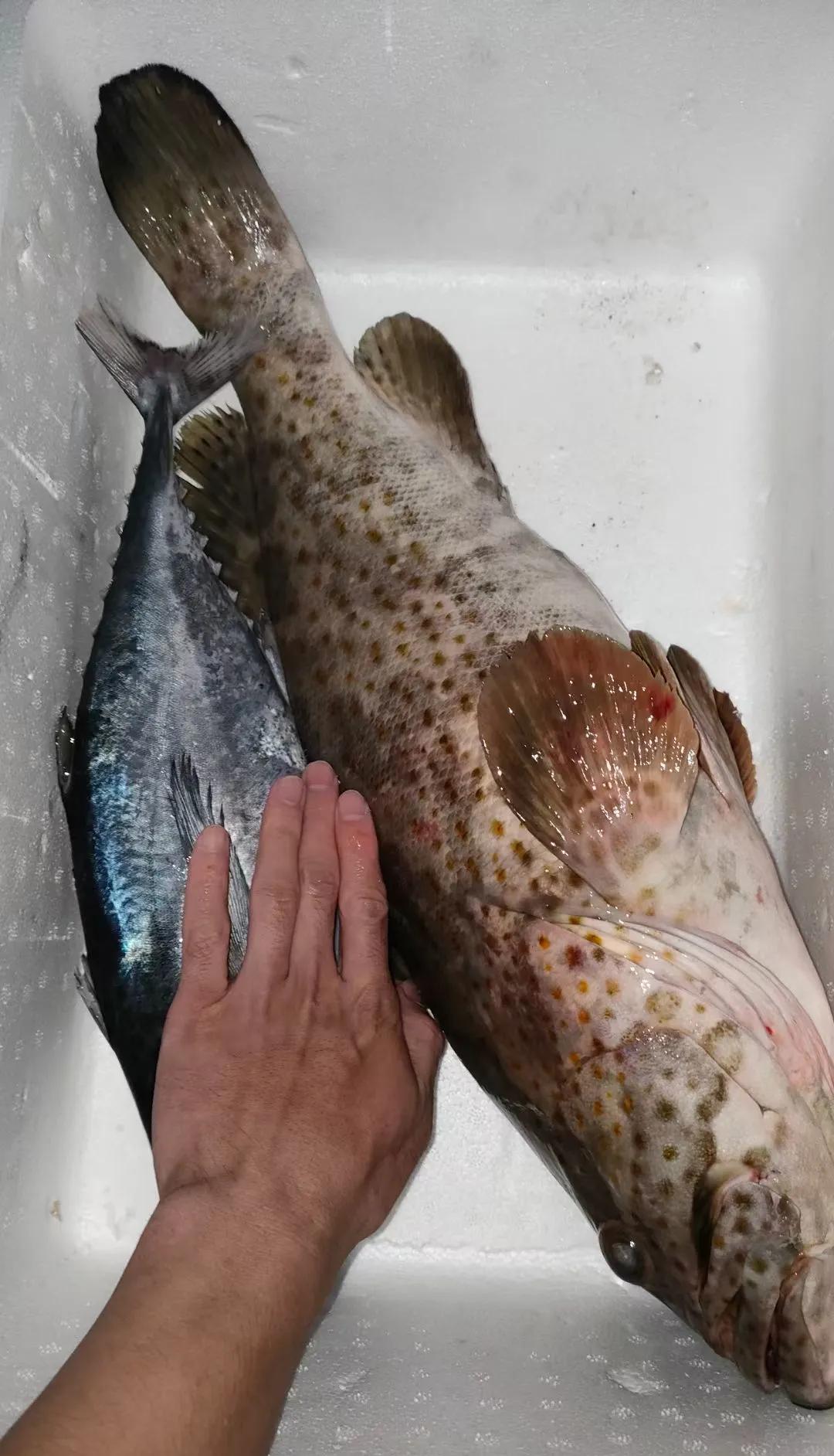 海钓钓到毒鱼(海钓钓到毒鱼什么意思)