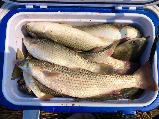 2018海钓梭鱼(海梭鱼和淡水梭鱼区别图片)