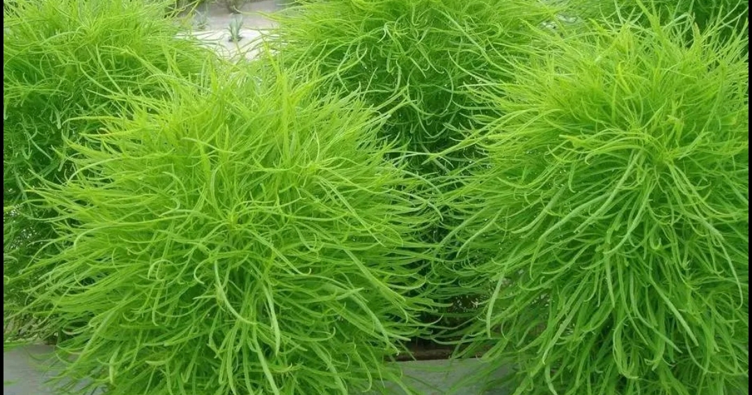 海钓高粱叶(高粱杆做浮漂怎么样)