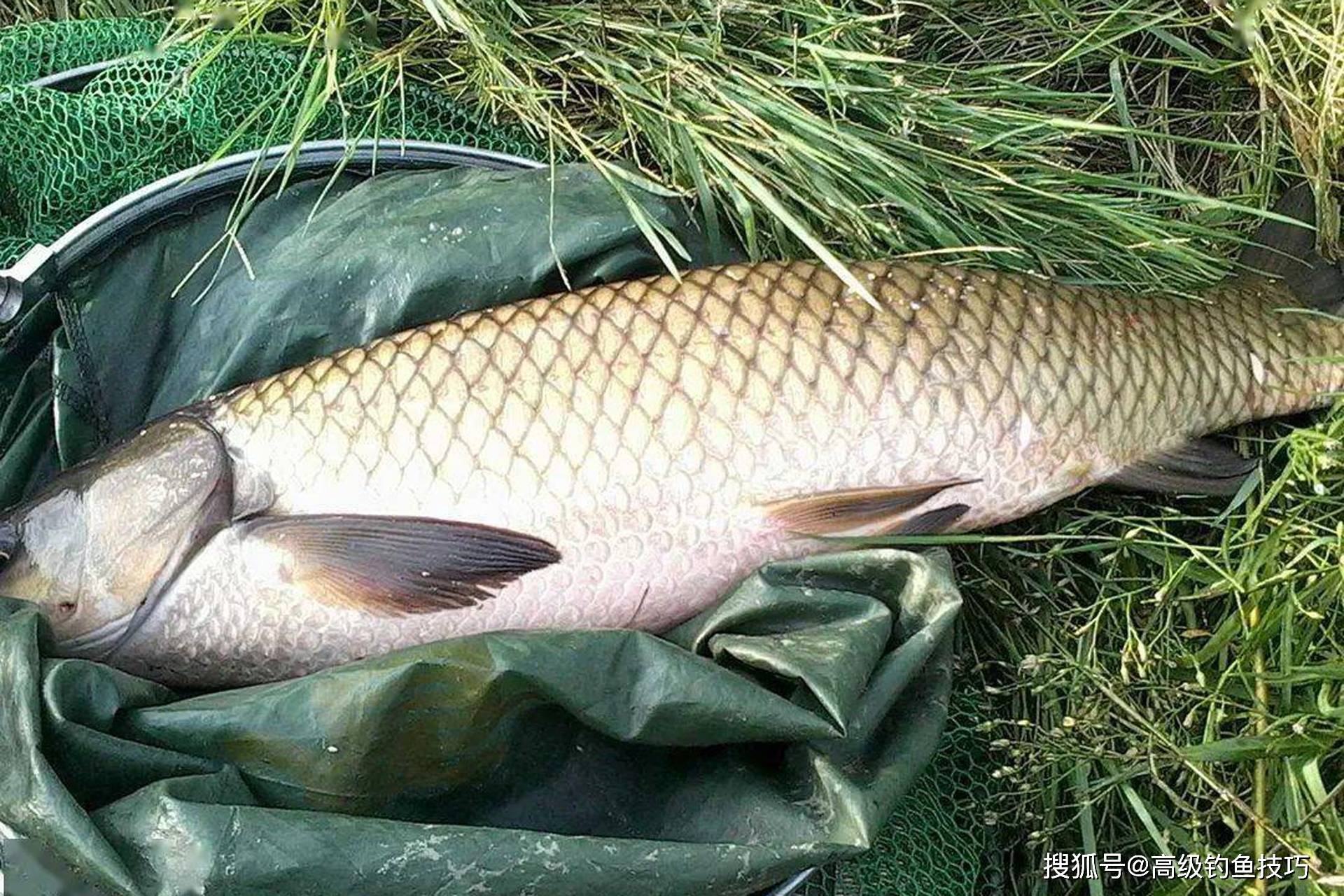 上海钓鱼草鱼(上海钓鱼草鱼视频)