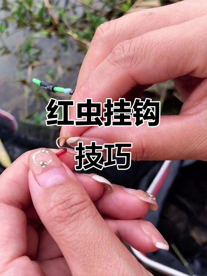 红虫怎么拌饵料(红虫拌什么饵料做拉饵)