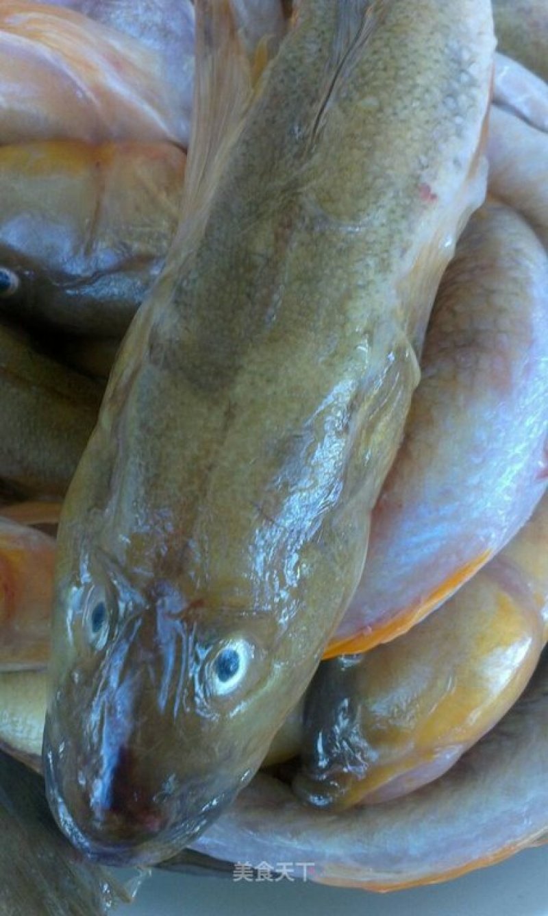 路亚胖头鱼(路亚竿钓胖头鱼)