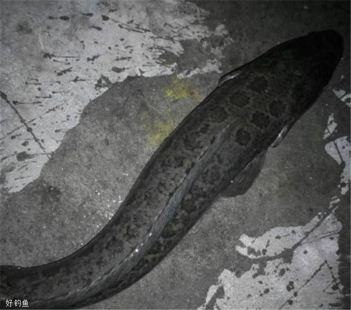 秋天路亚黑鱼视频(秋天路亚黑鱼天气温度有什么要求)