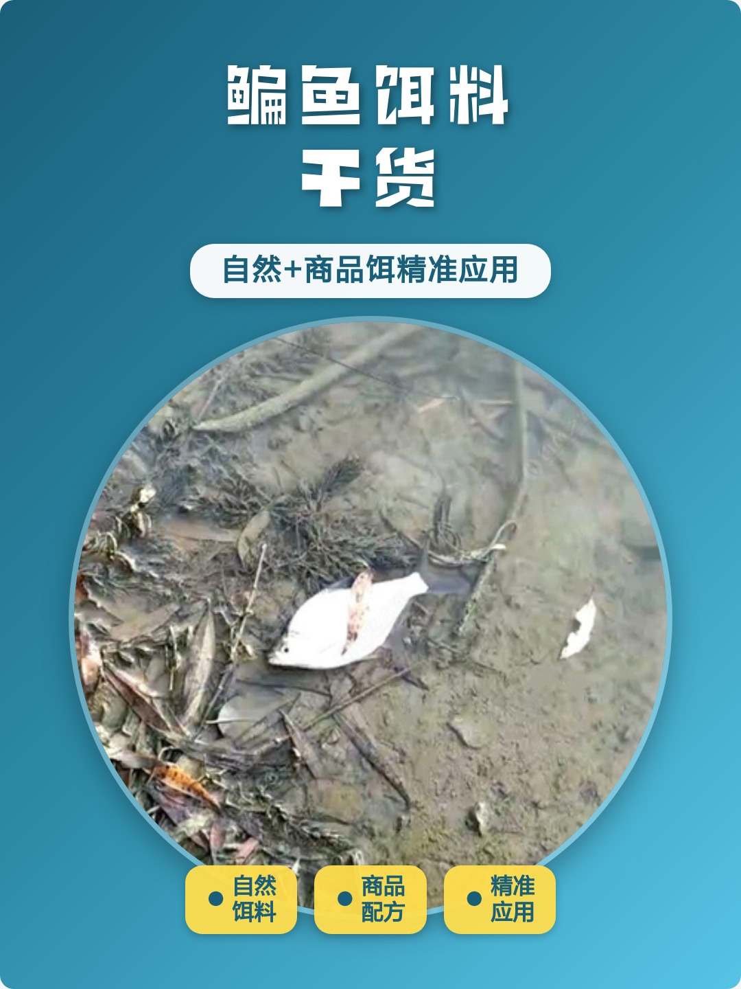 菜里饵料(钓鱼上饵料)