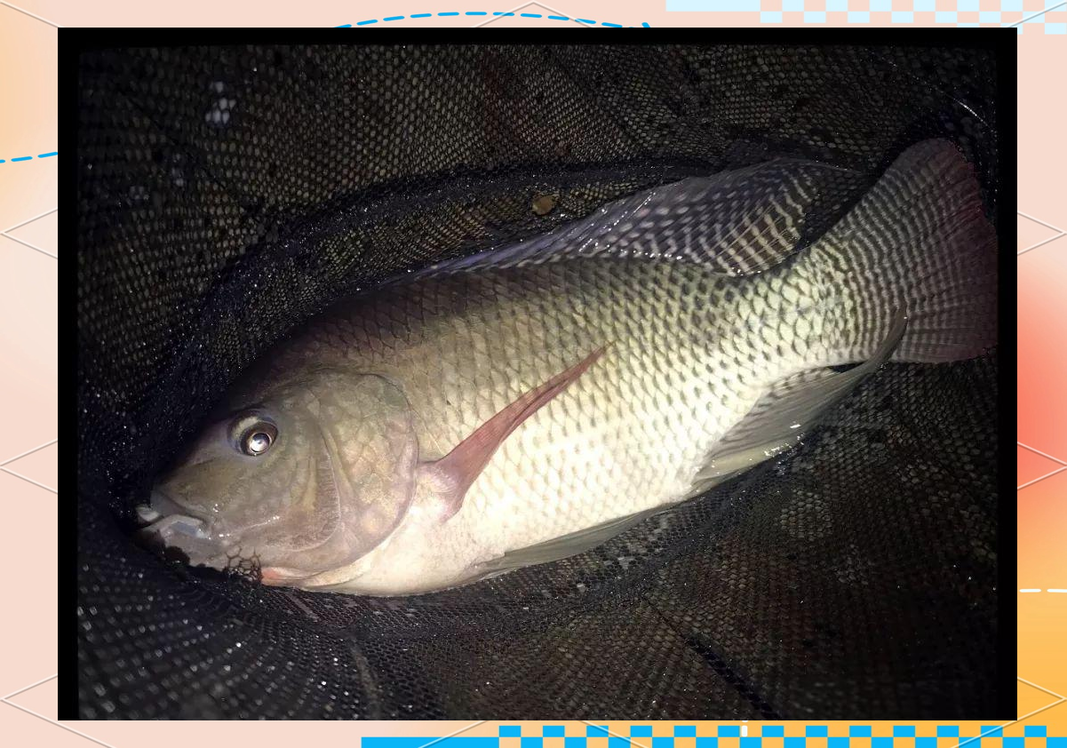 贵州冬季钓罗非技巧(冬季怎么样野钓罗非鱼)