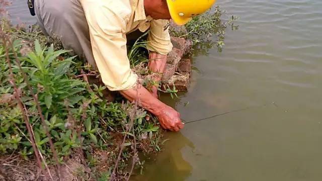 水塘石缝钓黄鳝技巧(晚上河边石头缝钓黄鳝技巧)