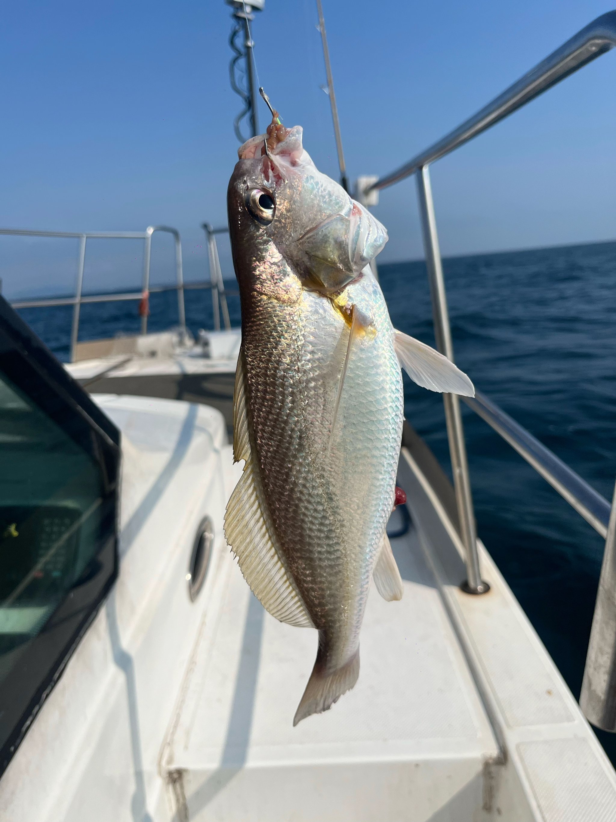 海钓乌头的季节(海钓乌头鱼什么时间钓最好)