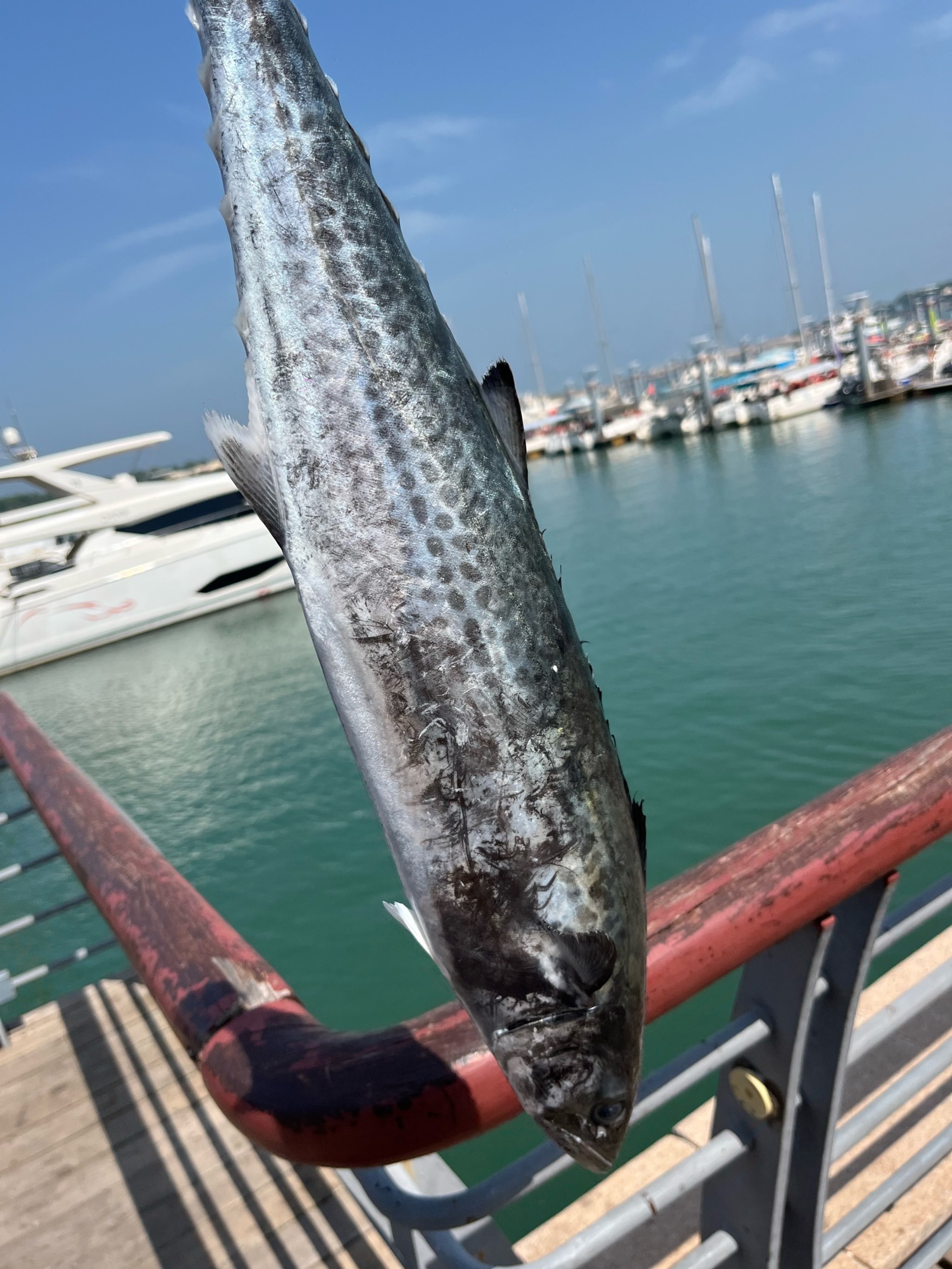 海钓乌头的季节(海钓乌头鱼什么时间钓最好)